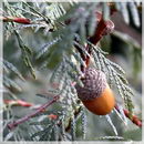 Yellow Cedar, Atlantic White Cedar, Eastern White Cedar, Swamp cedar, Cedrus Lycea, False White Ceda